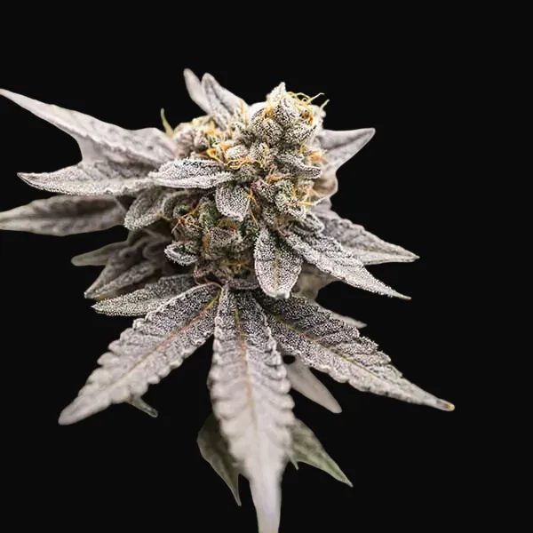 Dynamite Diesel