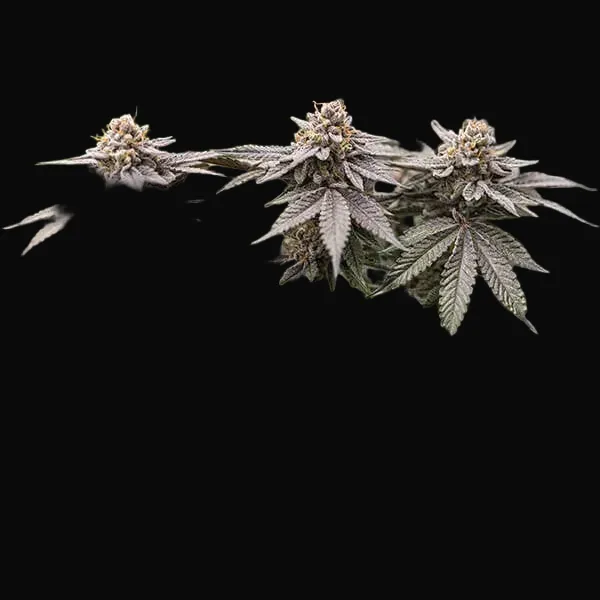 Dynamite Diesel
