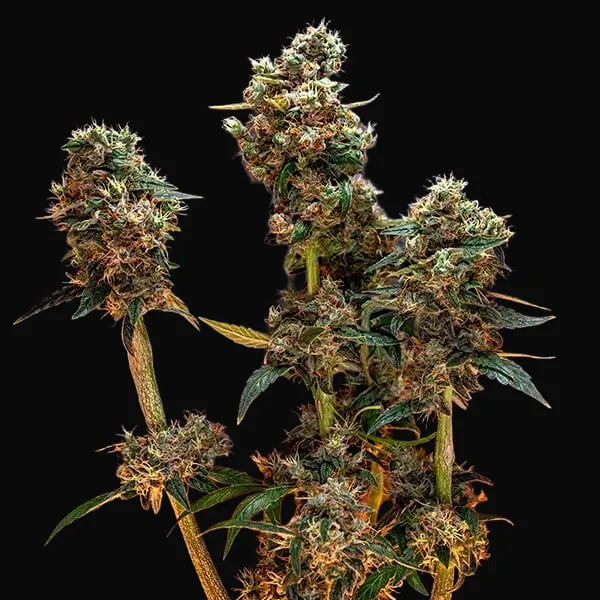 Dynamite Diesel