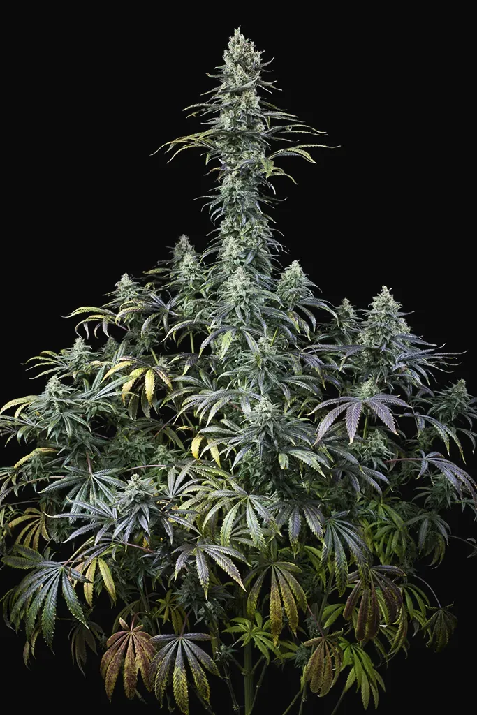 Early Amnesia CBD