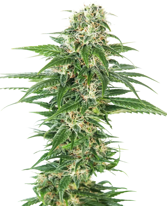 Early Skunk Automatic