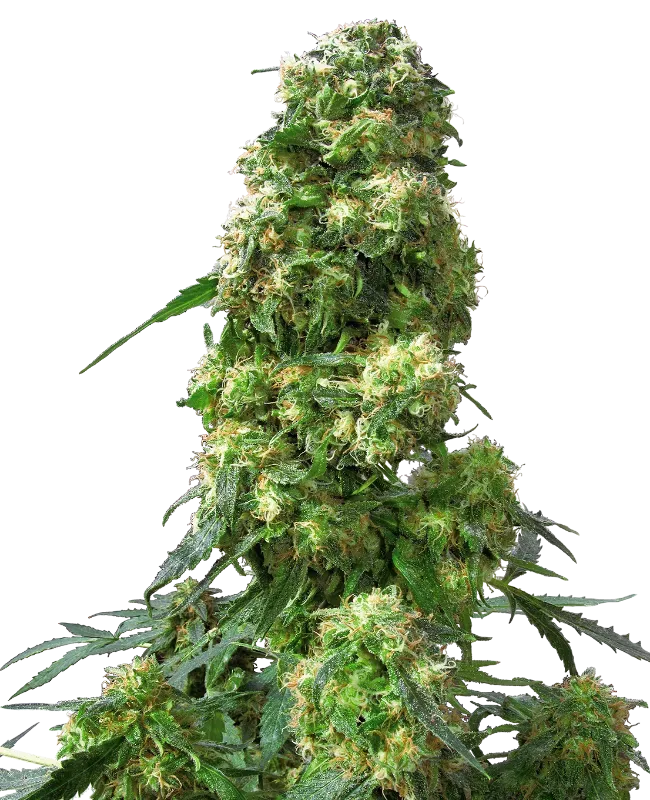 Early Skunk Feminized