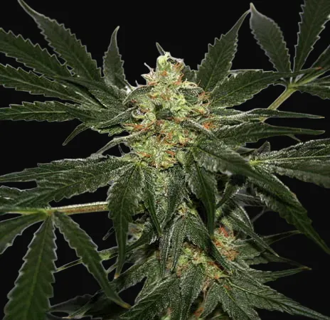 Early Skunk Haze