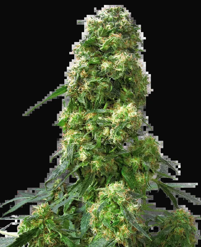 Early Skunk
