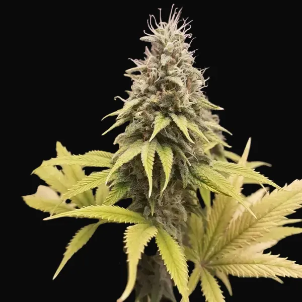 Early Thai Skunk