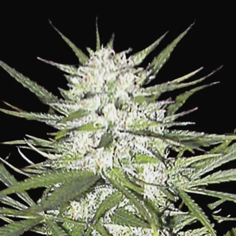 Early Top Skunk