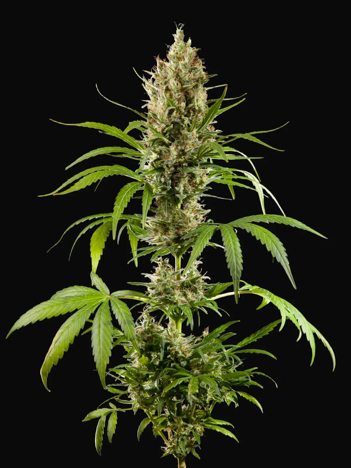 Easy Haze