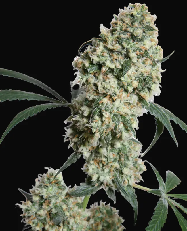 Ed Rosenthal Super Bud Regular