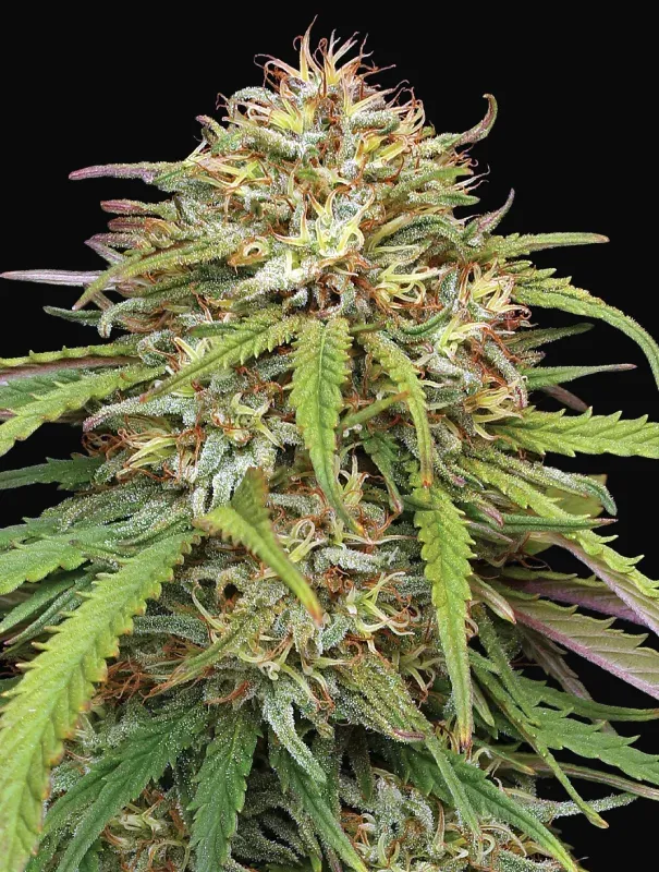 Ed Rosenthal's Super High Life