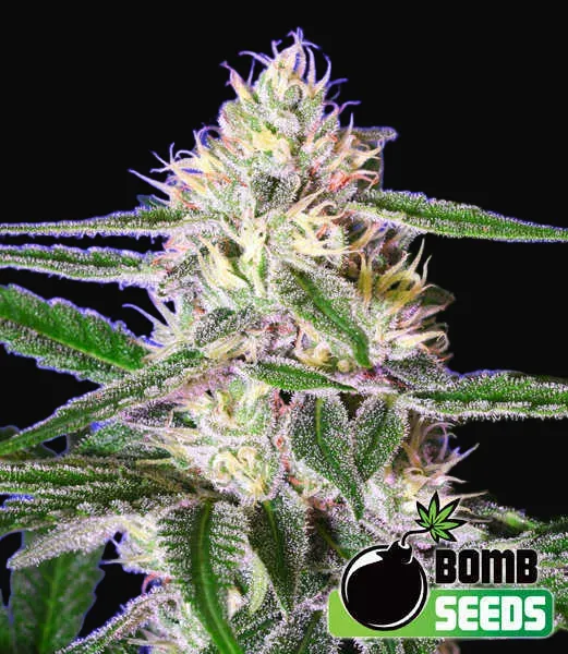 Edam Bomb