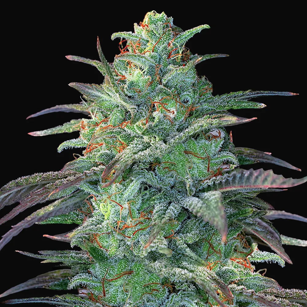 Eggnog OG