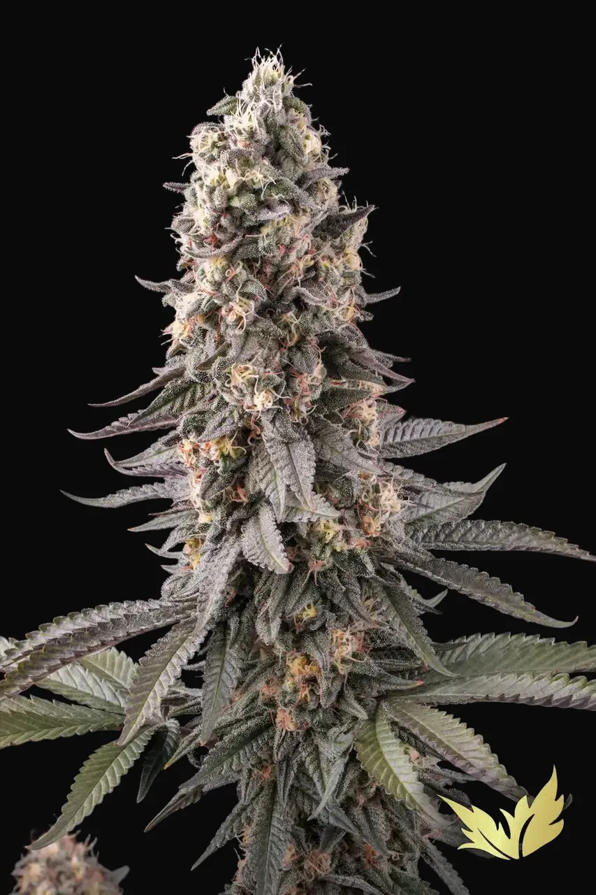 El Dorado OG