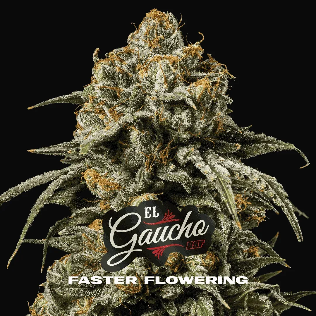 El Gaucho