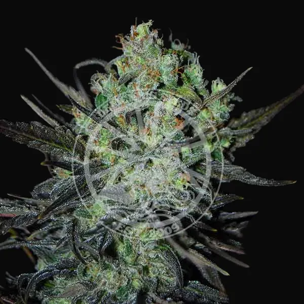 Eleven Roses Auto