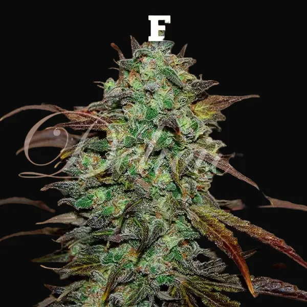 Eleven Roses - Early Version