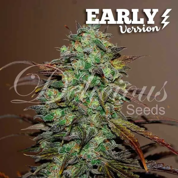 Eleven Roses - Early Version