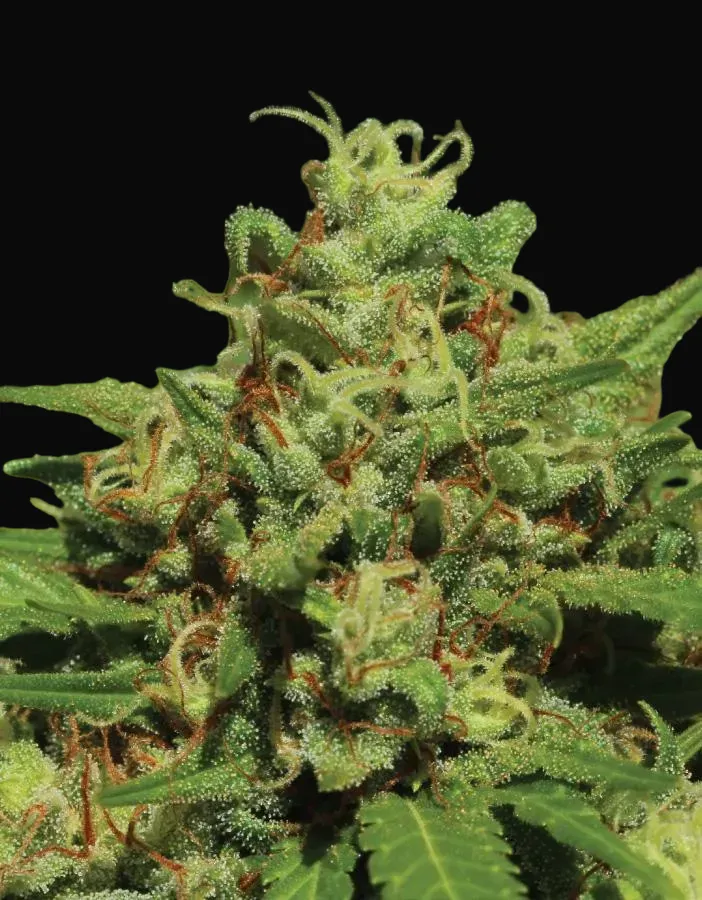 Emerald Fire OG Auto