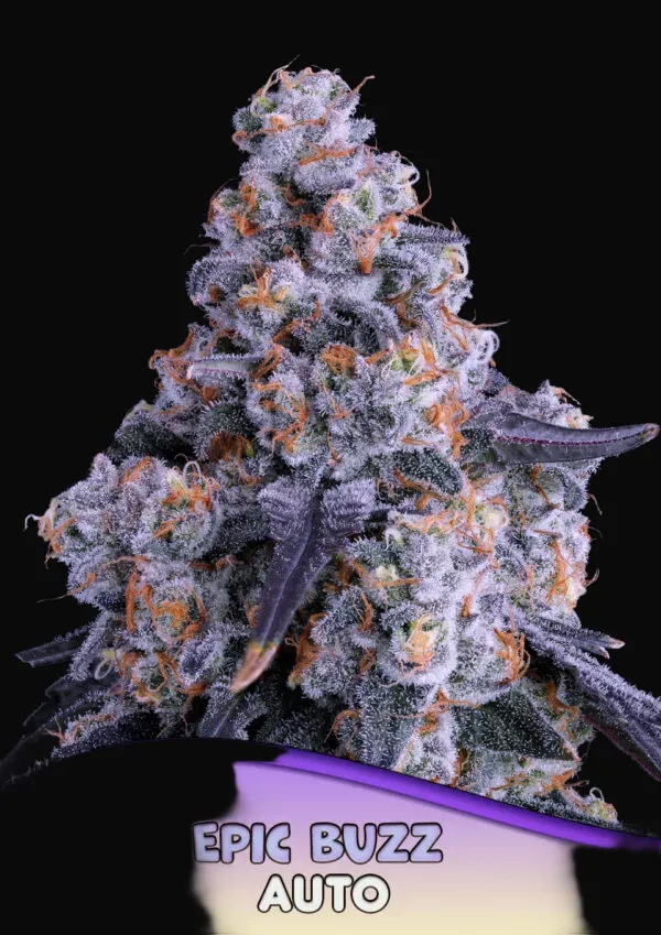 Epic Buzz Auto