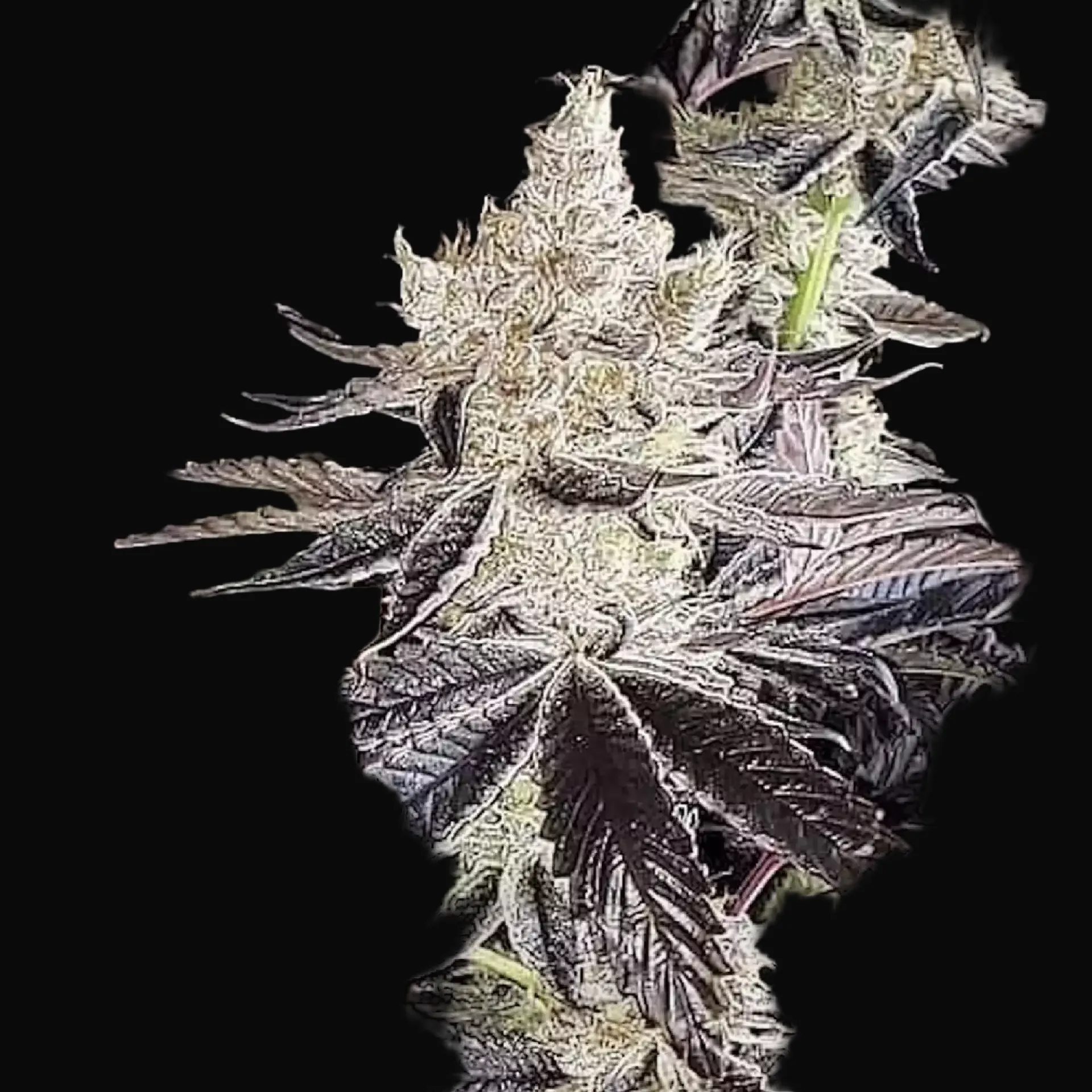 Ethos Cookies R2