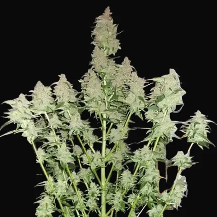 Euforia Regular