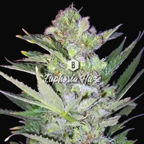 Euphoria Haze