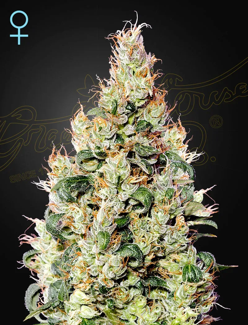 Exodus Cheese Auto CBD