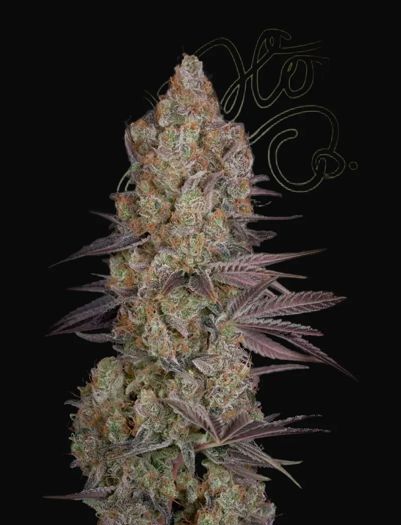 Exodus Cheese