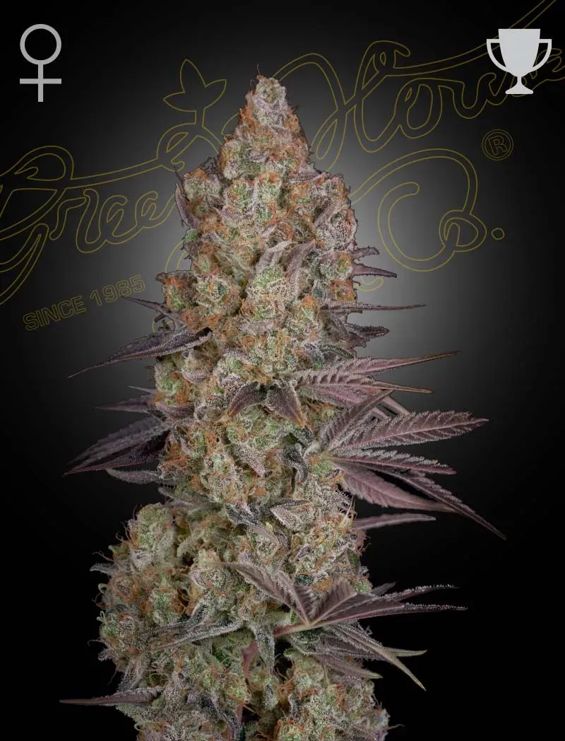 Exodus Cheese