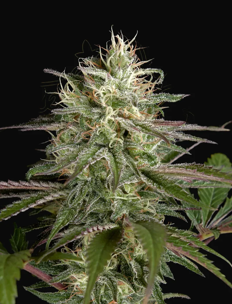 Exodus Cheese x Clementine