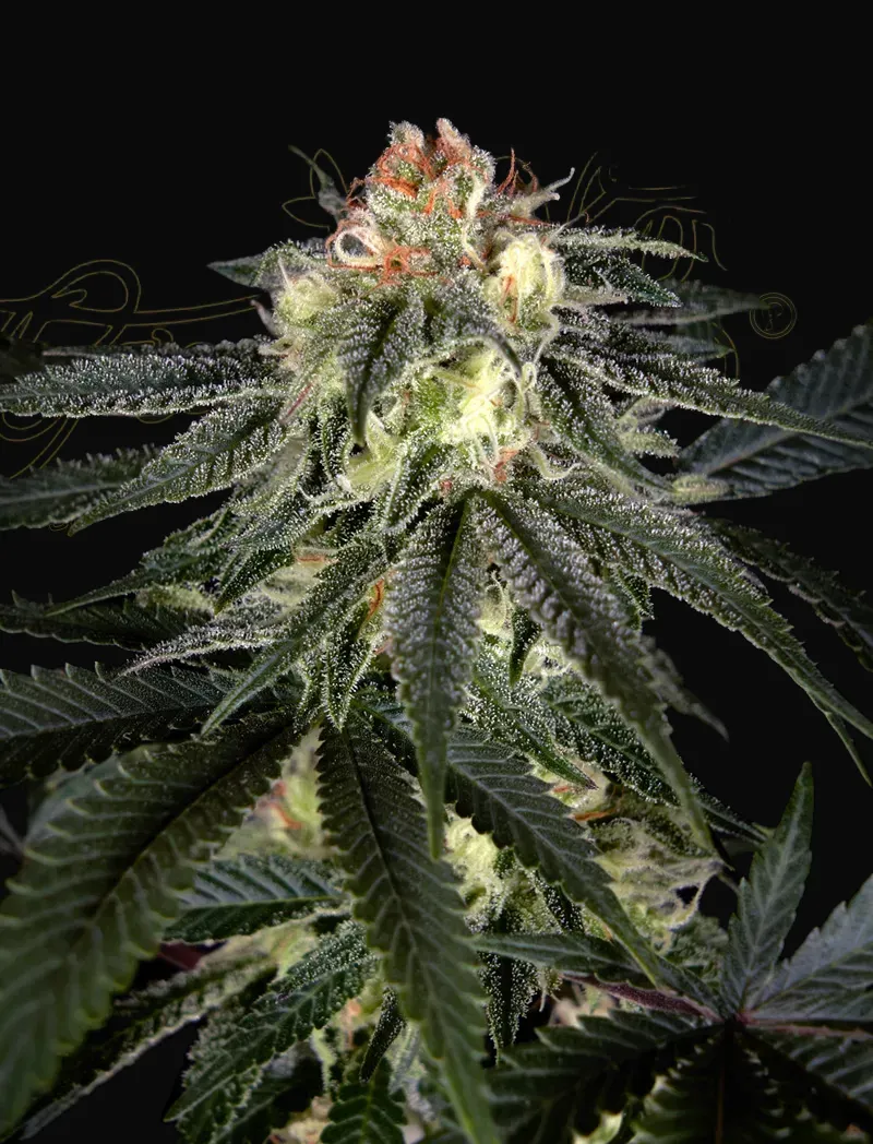 Exodus Cheese x Durban Panama