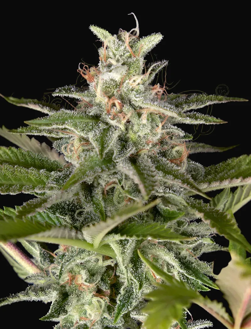 Exodus Cheese x Swaziland (Pure landrace)