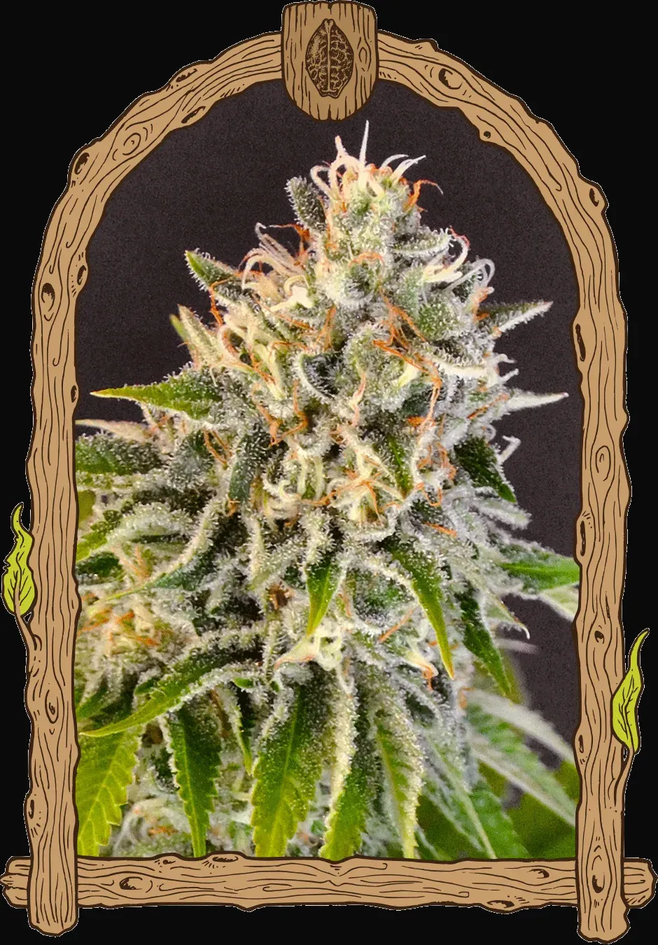 Exotic Biscotti