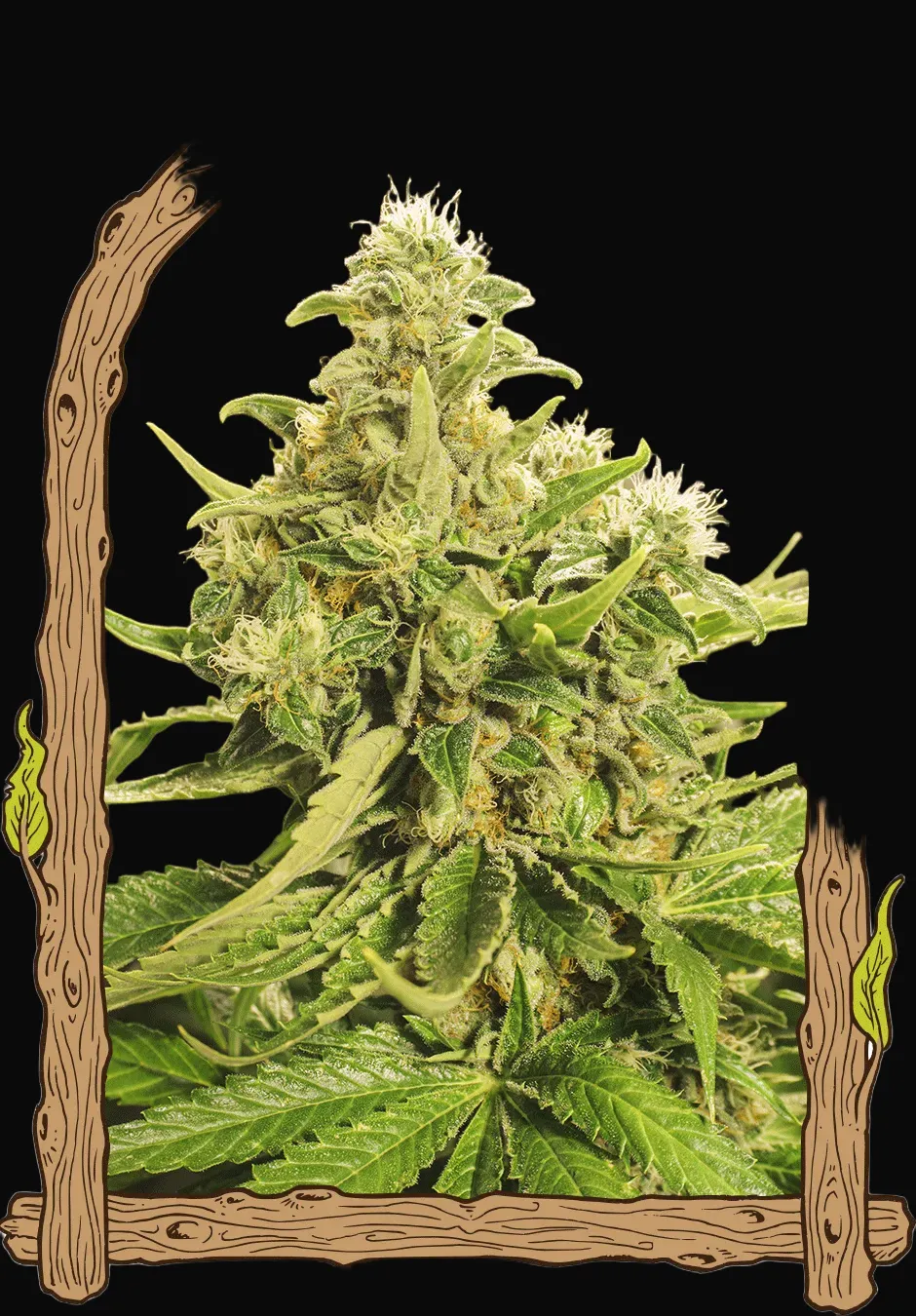 Exotic Pure CBG