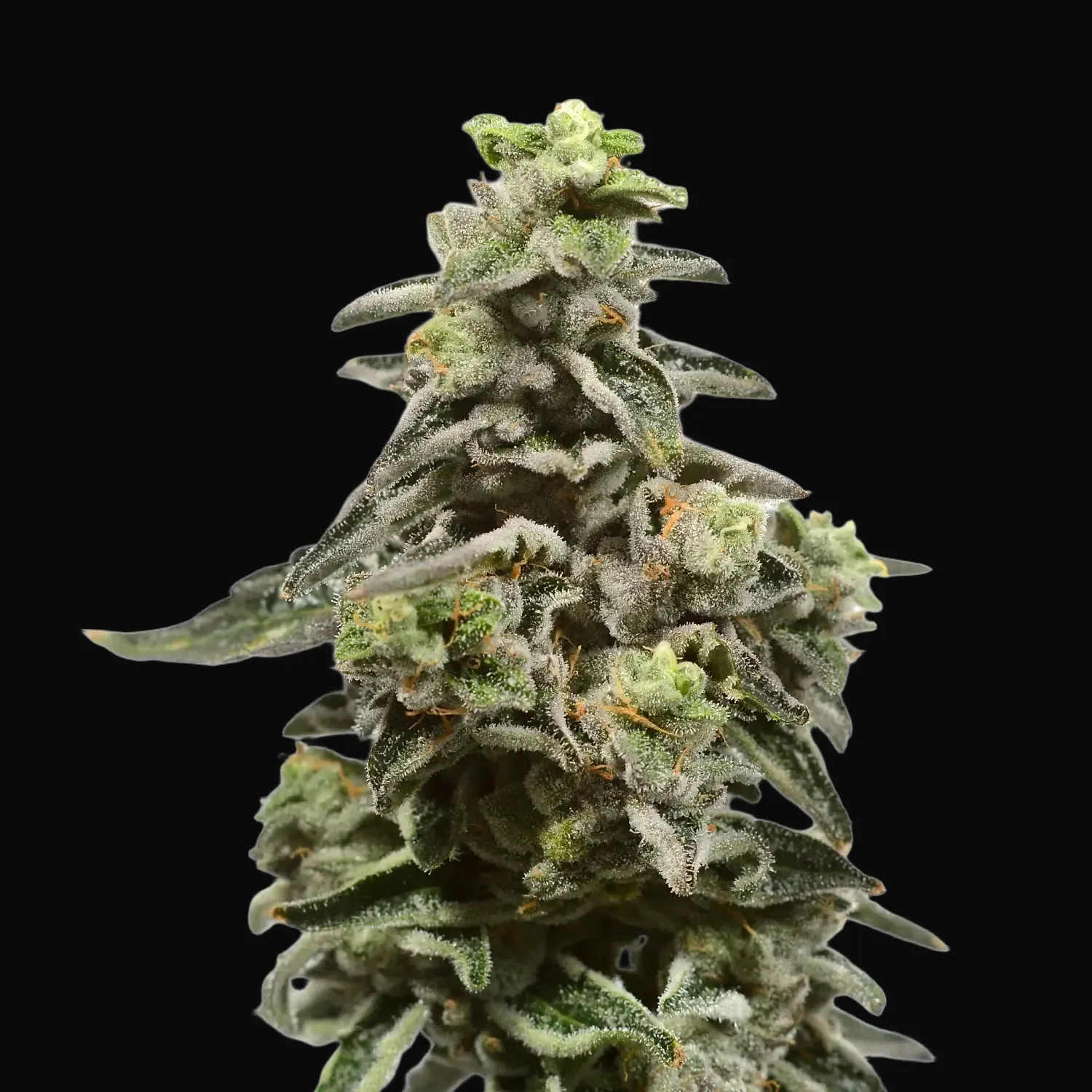 Exotic Purple Auto