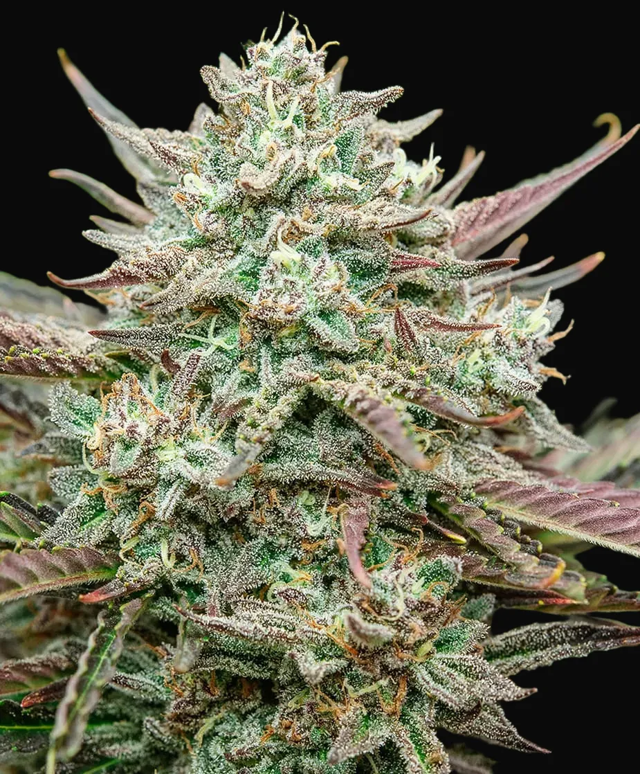 Face Fat Auto