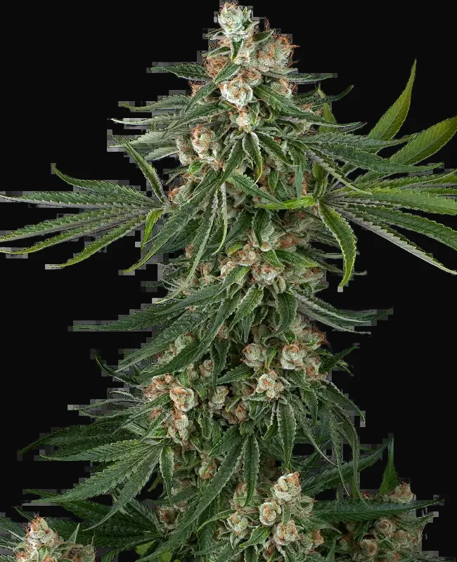 Fallout OG