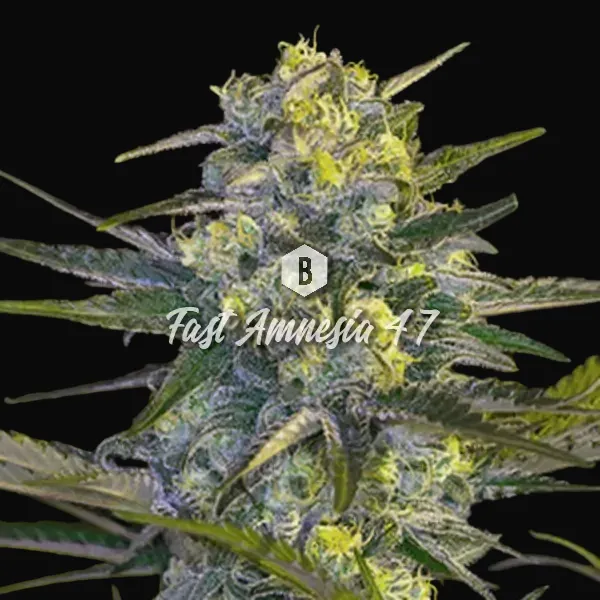 Fast Amnesia 47