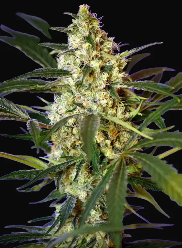 Fast Bud Auto