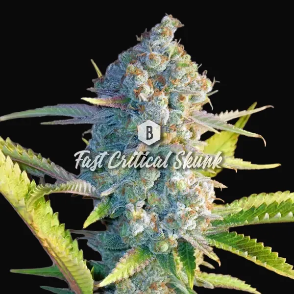 Fast Critical Skunk