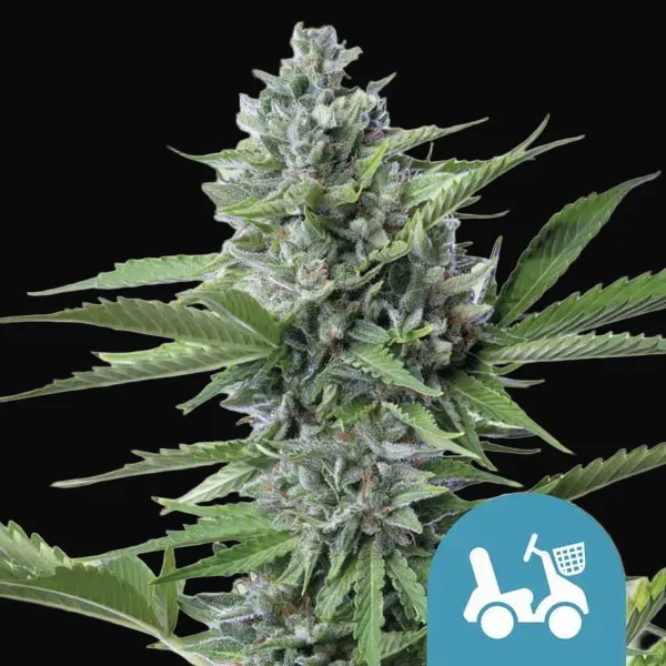 Fast Eddy Automatic CBD