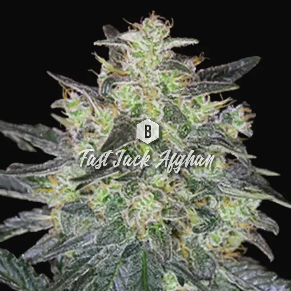 Fast Jack Afghan