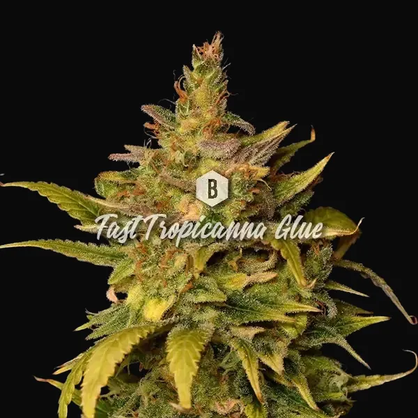Fast Tropicanna Glue