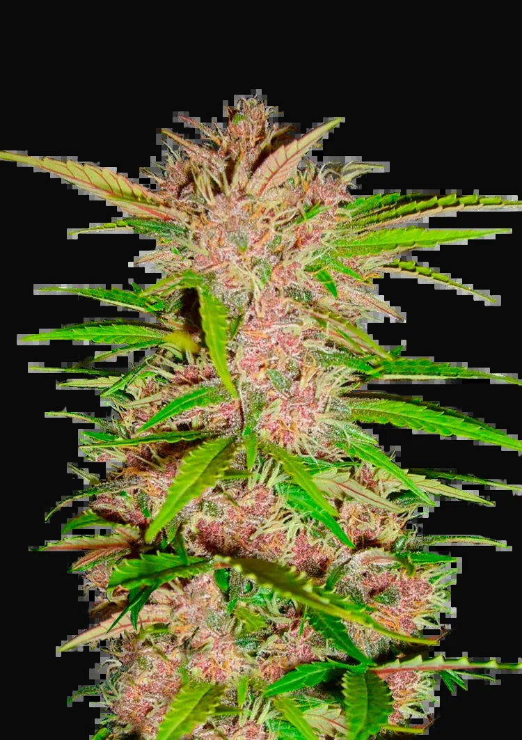 Fastberry Auto