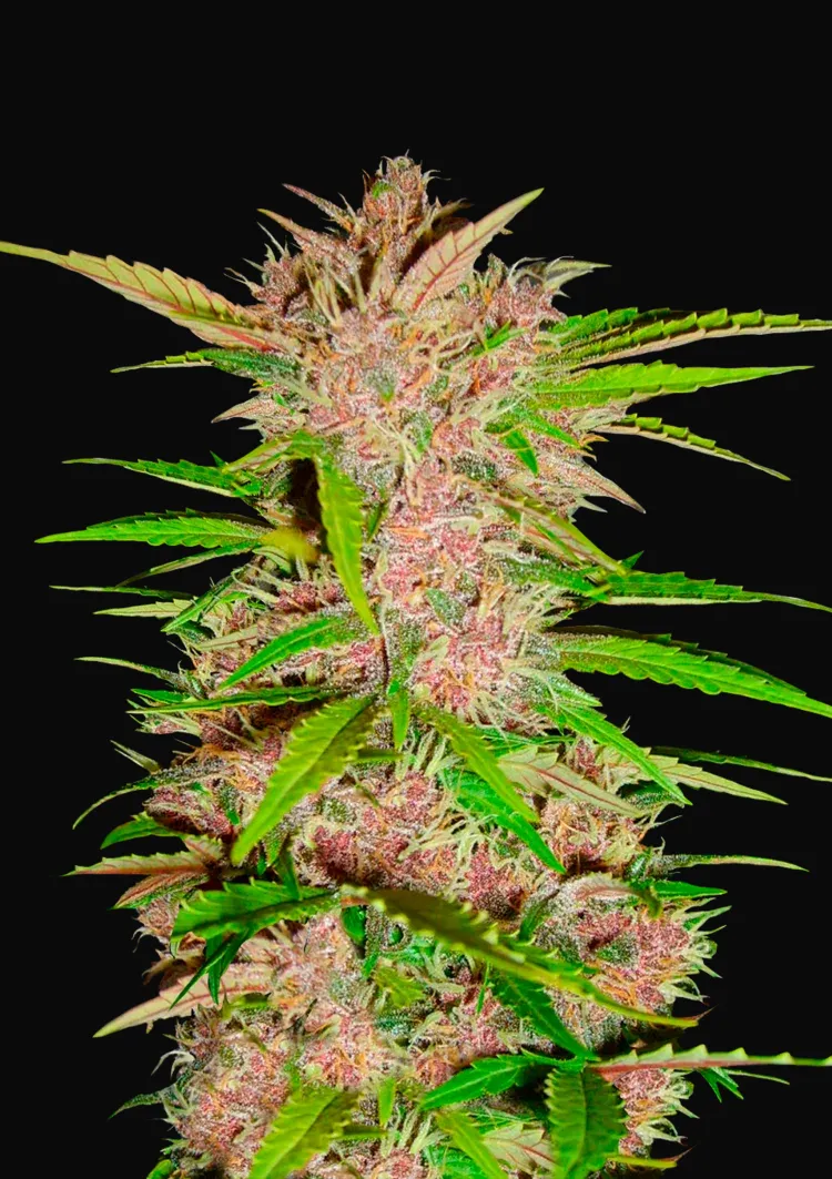 Fastberry Auto