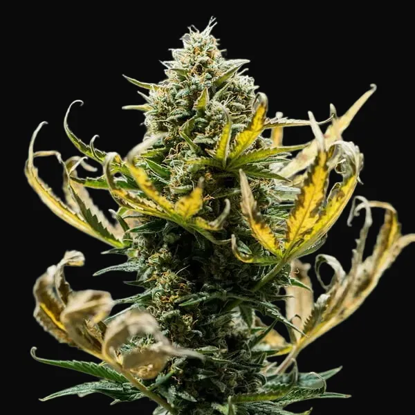 Fat Banana Automatic