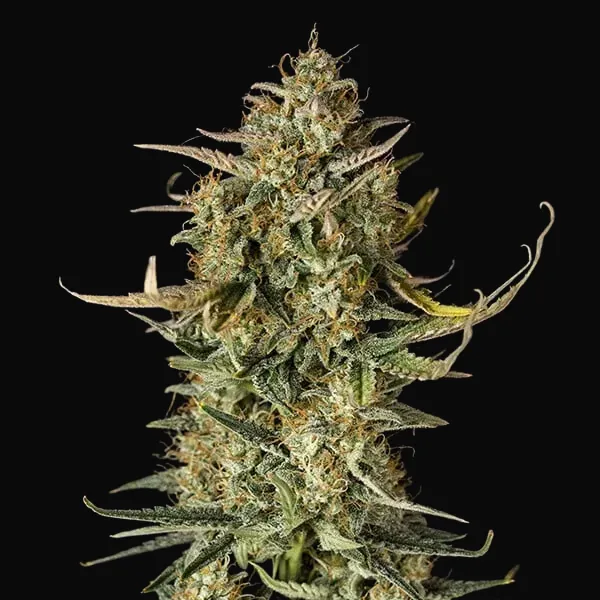 Fat Banana Automatic