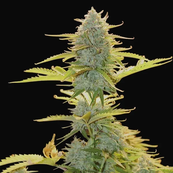 Fat Banana Automatic