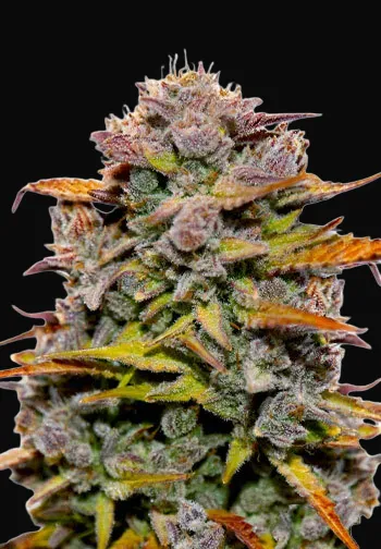 Fat Bastard Auto