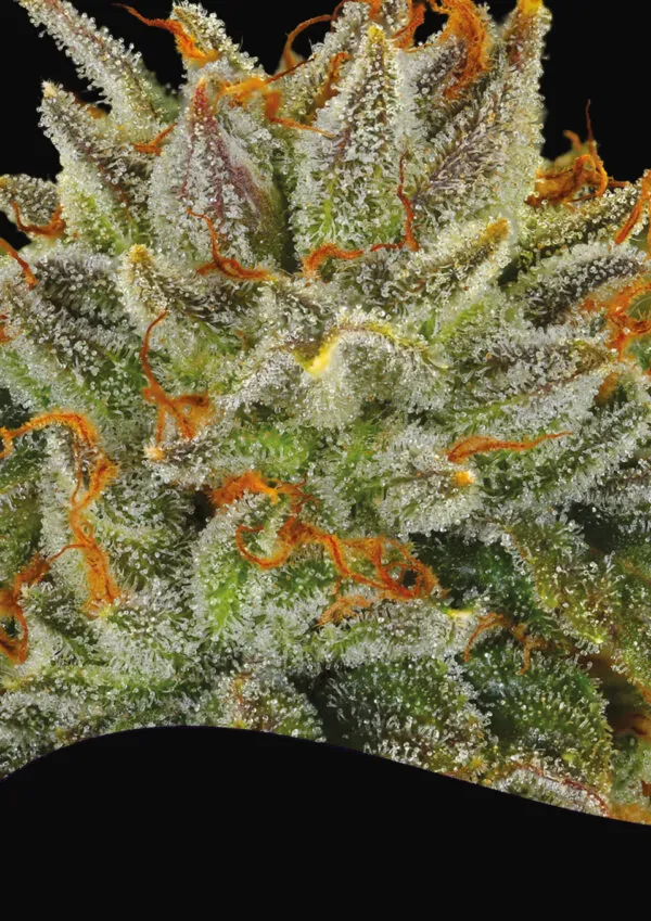 Fat Monkey Auto