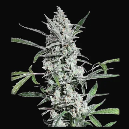 Fat Pete's Cookies Auto